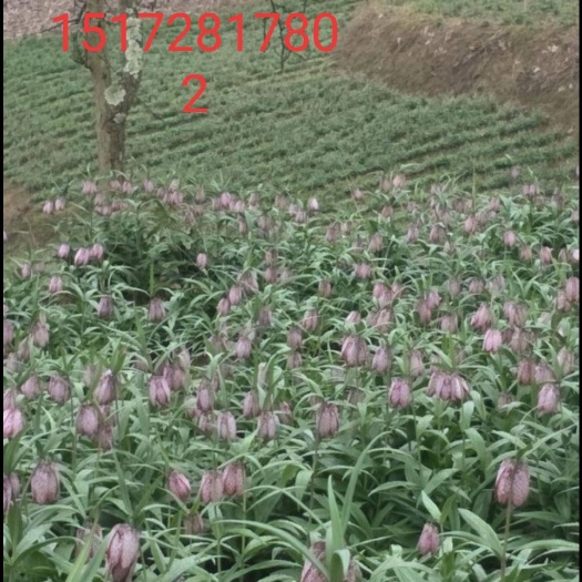 建始县平贝母 湖北恩施富硒平贝大量出售。一手货源。价格优美