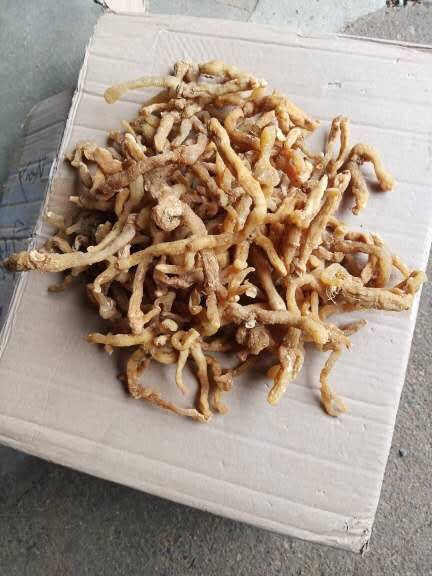 丹凤县 陕西甜黄精 又名鸡头参  统个中统现货、做九制黄精味道清甜