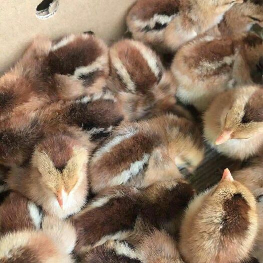 南宁清远麻鸡苗 统货