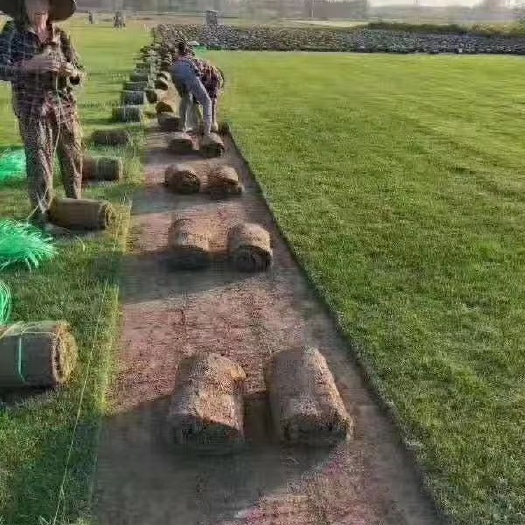 沭阳县 草坪