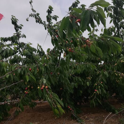 泰安 大樱桃已经成熟，找收购客户