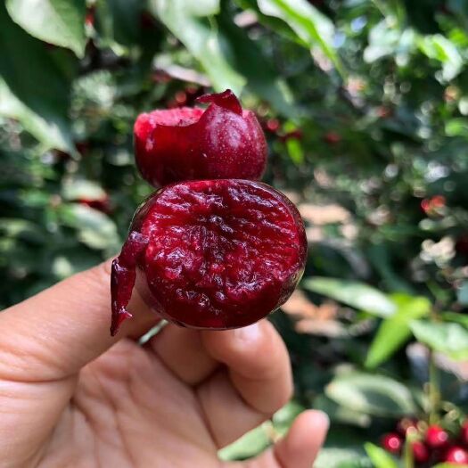 烟台 樱为有你樱你而来,高品质供货链，美早大樱桃🍒 顺丰空运包邮