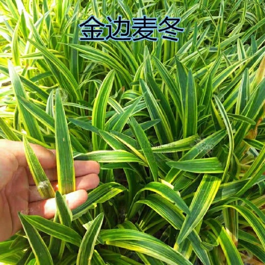 浏阳市麦冬草 金边麦冬苗玉龙草苗庭院花坛盆栽绿化花草工程绿化