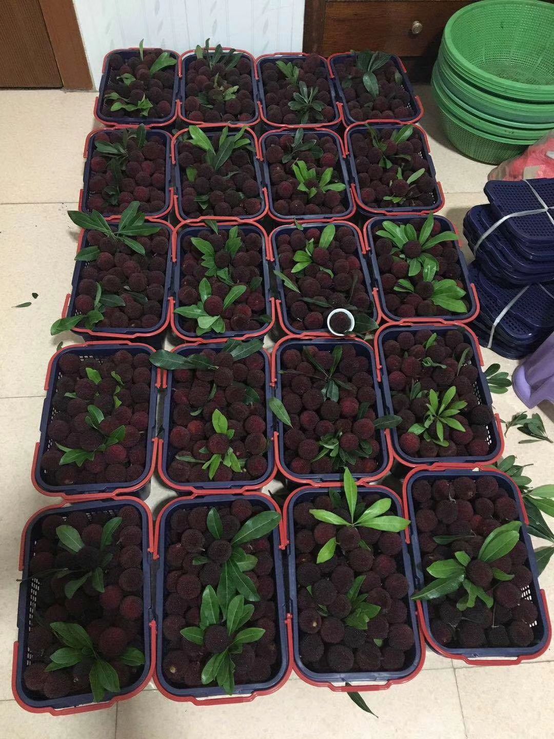  麦芽糖杨梅你们有吃过嘛？