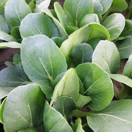 西安金品28青梗菜