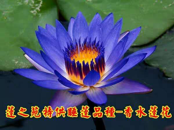 淮安 观赏型睡莲种苗  精品睡莲 九品香水莲