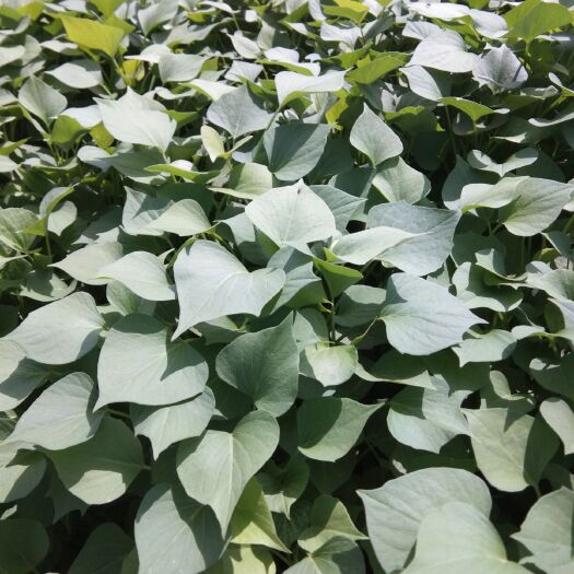 夏津县龙薯9号红薯苗 高代龙薯九苗