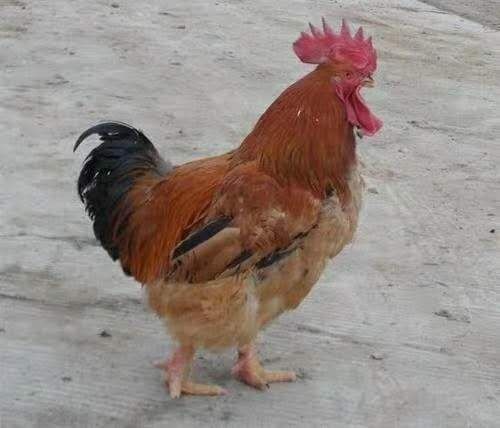 衡阳K9鸡苗  麻黄鸡苗K9麻K901肉鸡苗，长速快出栏快