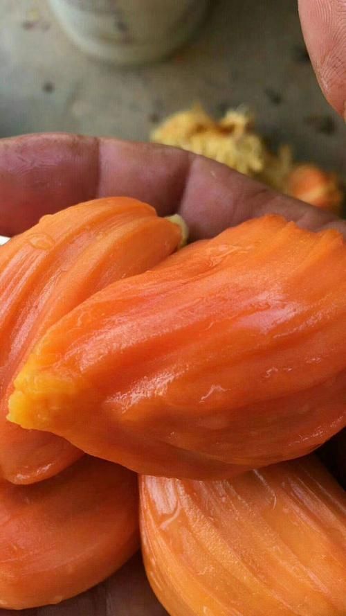 灵山县红肉菠萝蜜苗 泰国八号红肉菠萝蜜嫁接苗