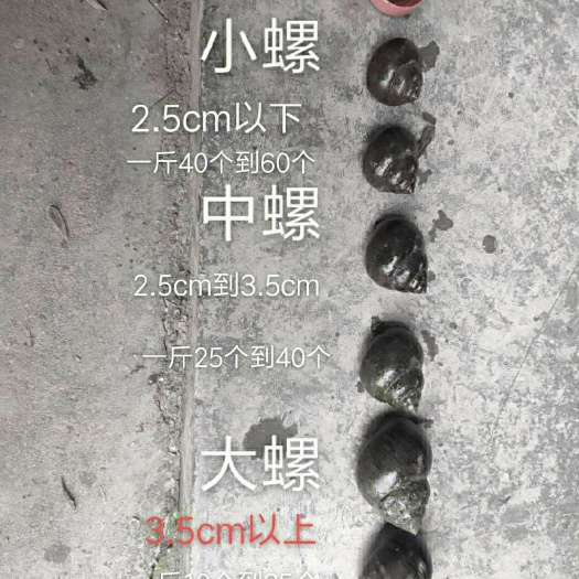 仙桃市田螺 品质保证，诚信经营