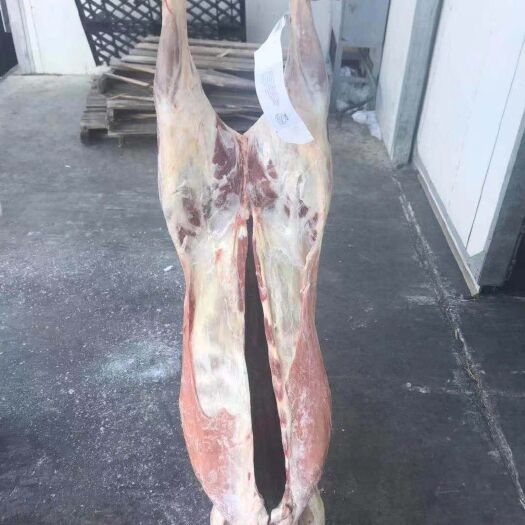 献县羊酮体