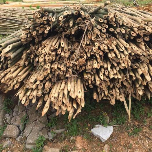 婺源县苦竹  上饶市，油竹，毛竹，实心竹等