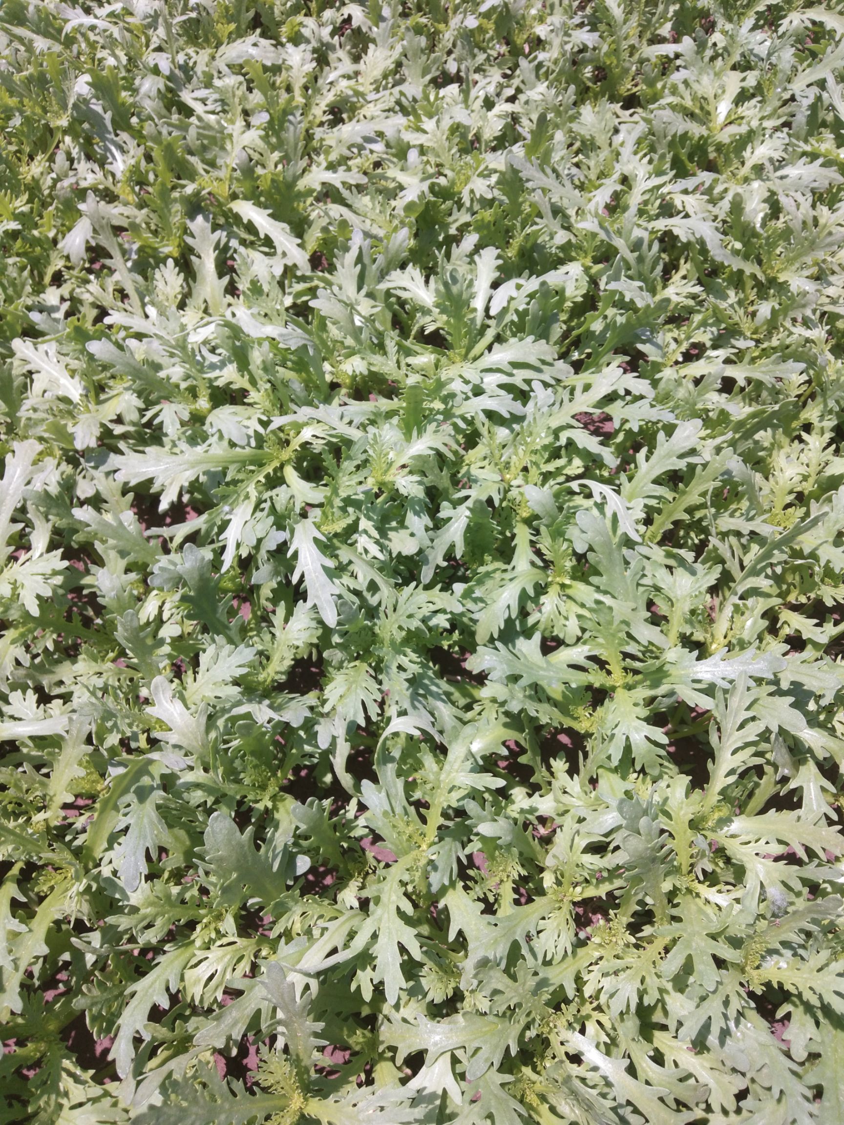  小叶茼蒿菜二亩半到五月十七号可以采收朱刘镇前牟村牟希波价格面