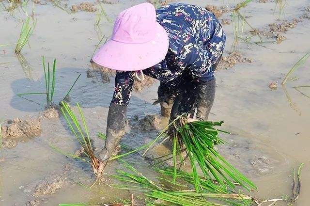 荸荠苗什么样子图片