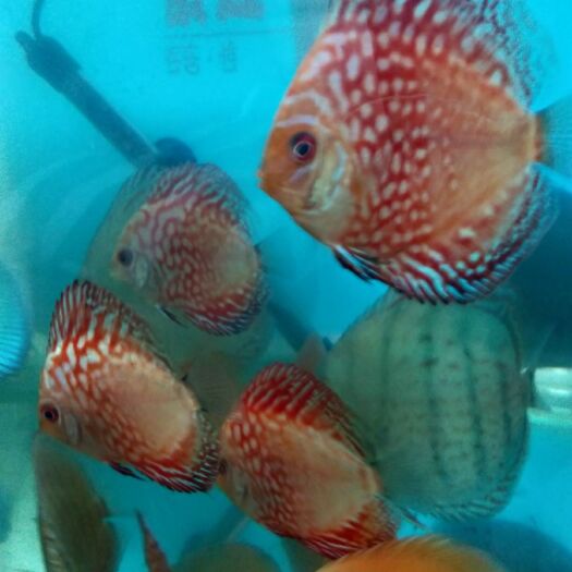 丹东七彩神仙鱼 各品种的七彩鱼大小都有。