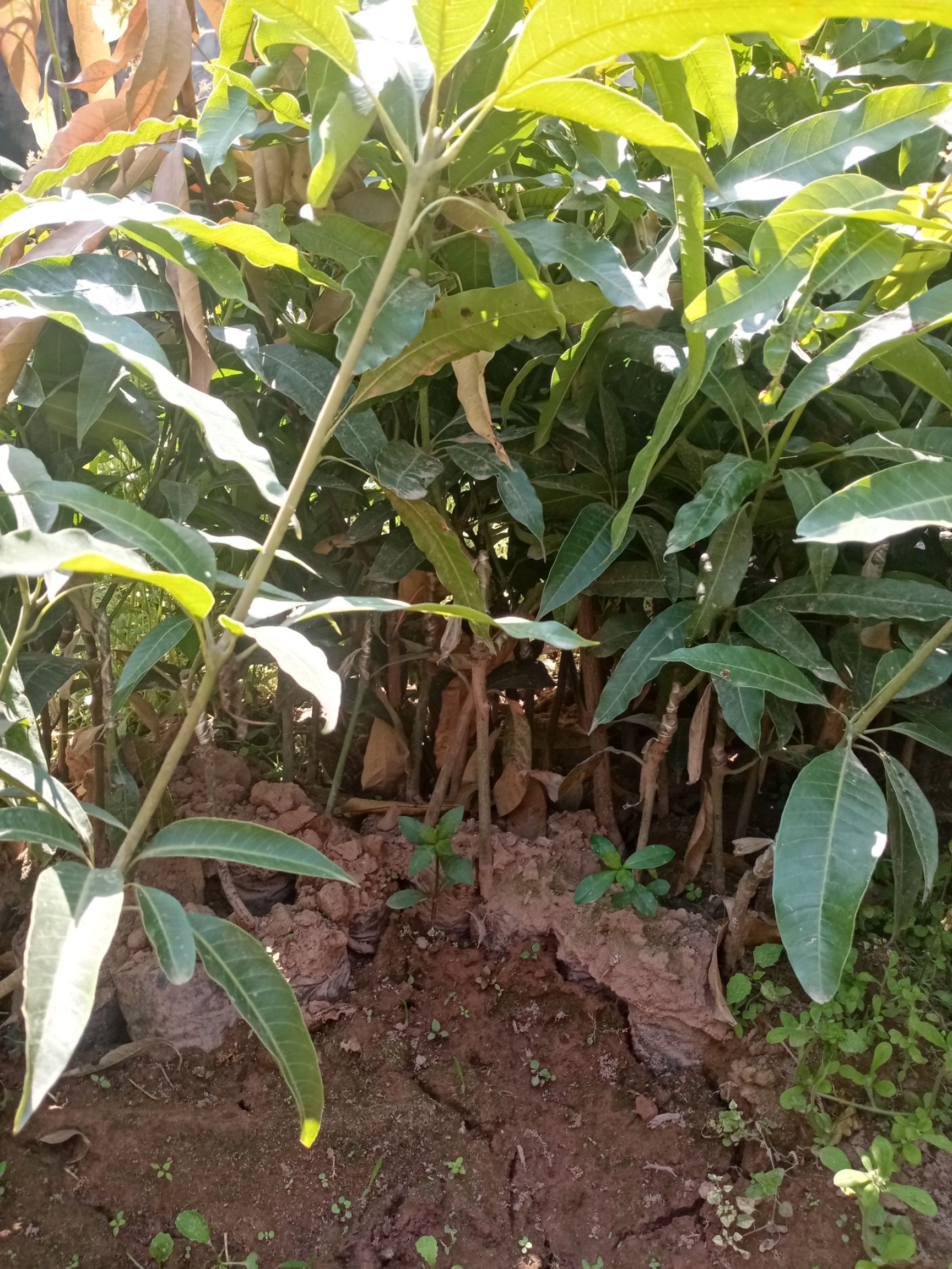  晚熟芒果苗，