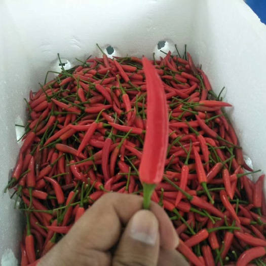 高州市香脆小辣椒 新鲜辣椒