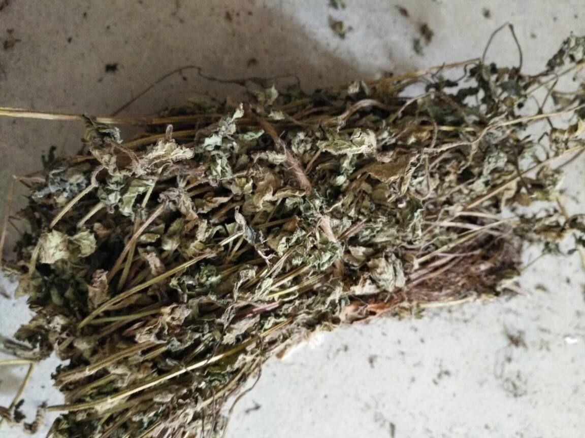 凉粉草