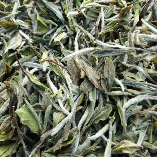 福鼎市白牡丹茶 福鼎管阳天竹高级牡丹自厂批发