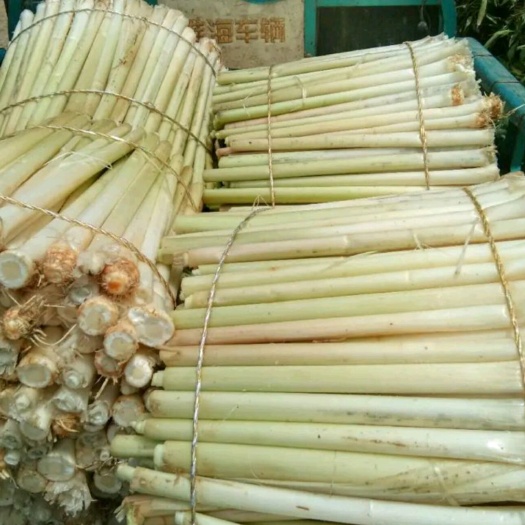 微山县 微山湖蒲菜  营养丰富