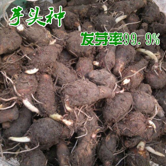  山东毛芋头种子5斤新鲜现挖子大芋头粉糯香芋芋头芋艿
