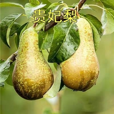 平邑县贵妃梨苗 香蕉梨晚秋黄梨苗南方北方种植当年结果苗贵妃梨