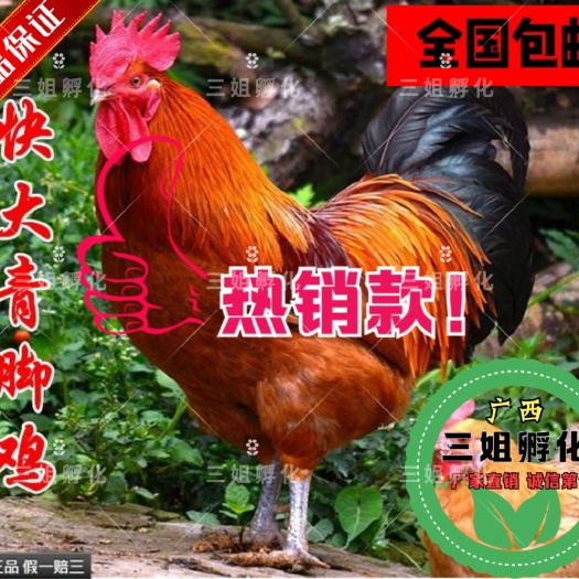 南宁青脚麻鸡苗. 快大型肉鸡.【只拼质量不比价格】出壳打好疫苗