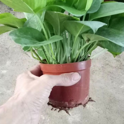 广州绿萝 净化空气，吸甲醛，最耐摆。规格全大量现货，欢迎订购