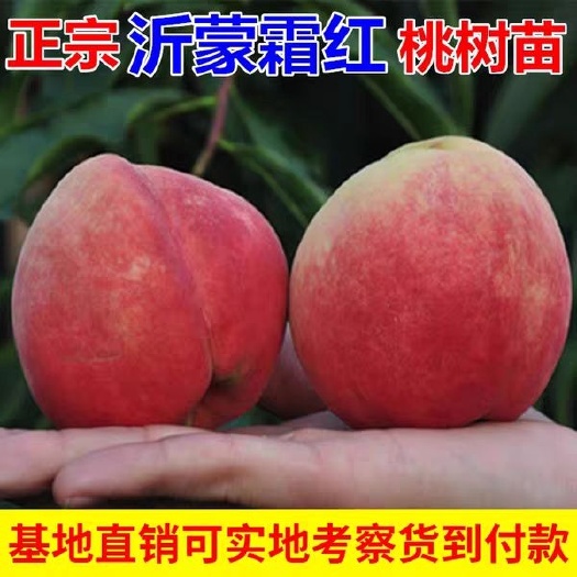 平邑县 山东果树苗木霜红桃树苗 沂蒙霜红桃 包邮包品质24内发货