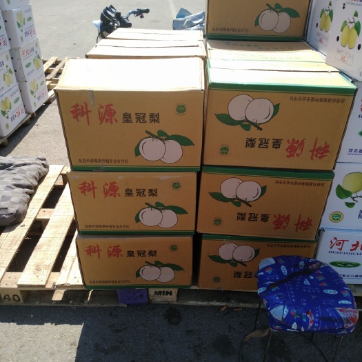 长春 河北皇冠梨
