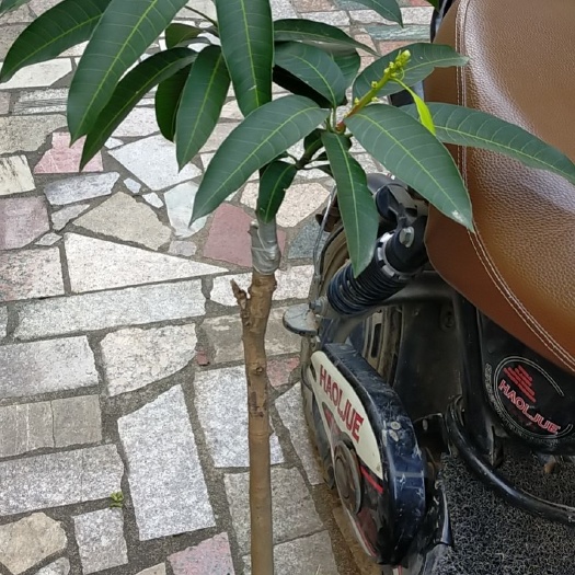 漳州金煌芒果苗