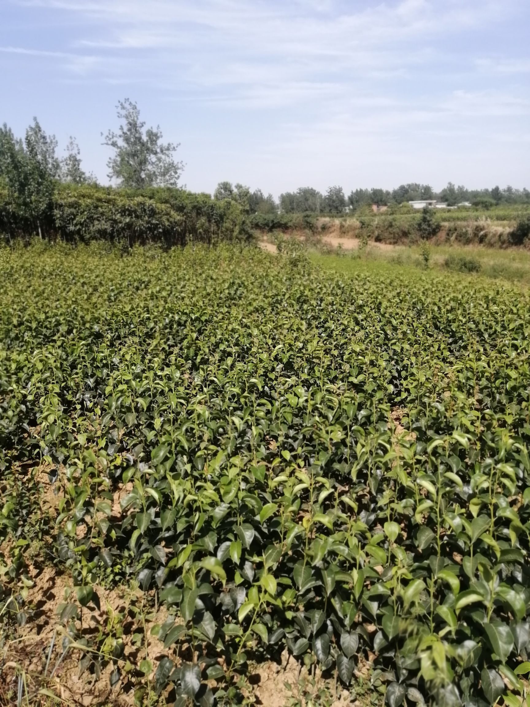 梨树苗基地直供，一手货源无中介，包质量，成活率高，量大从优