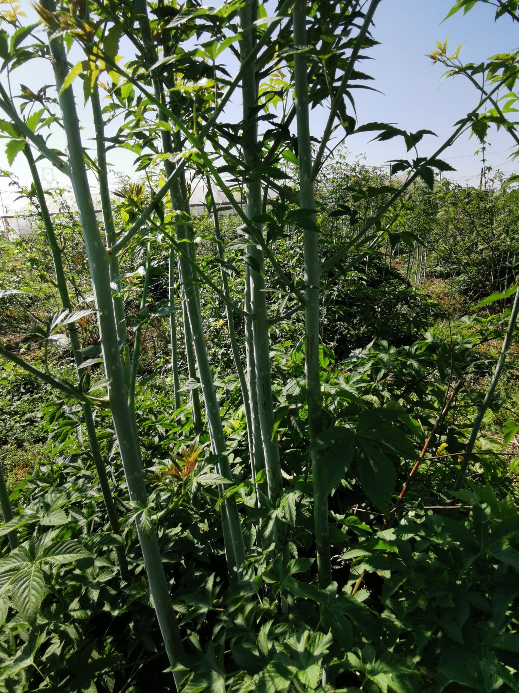  掌叶覆盆子苗