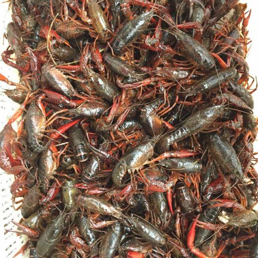长沙县红壳小龙虾 中红4-6钱