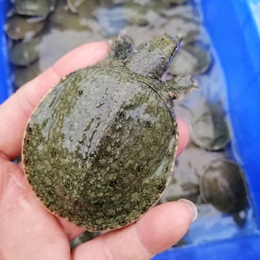 大量批发优质甲鱼苗（水鱼苗，团鱼苗），苗‘养易大，