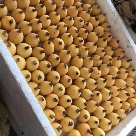 三门县 白玉枇杷
