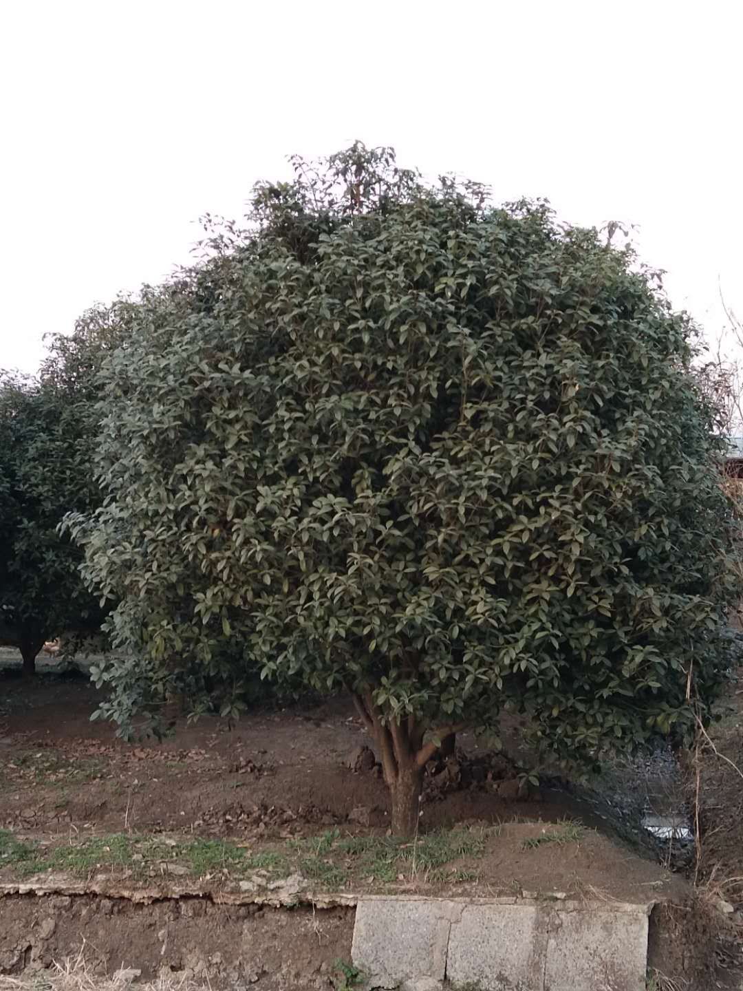 桂花价格，金桂价格，金桂产地