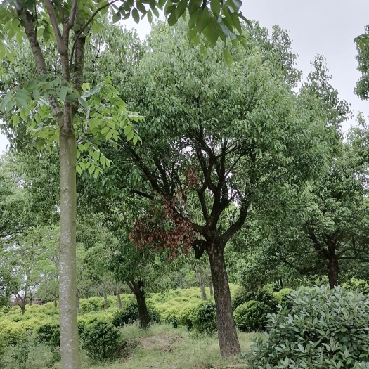 全椒县 香樟
