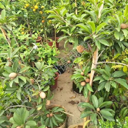 灵山县人心果树苗，人心果优质嫁接苗可盆栽地栽。南方种植当年结果