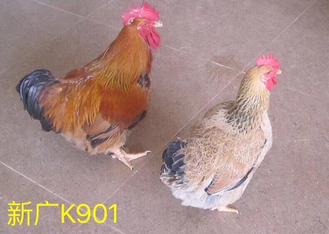 南宁K9麻黄鸡苗 快大型新麻黄K901