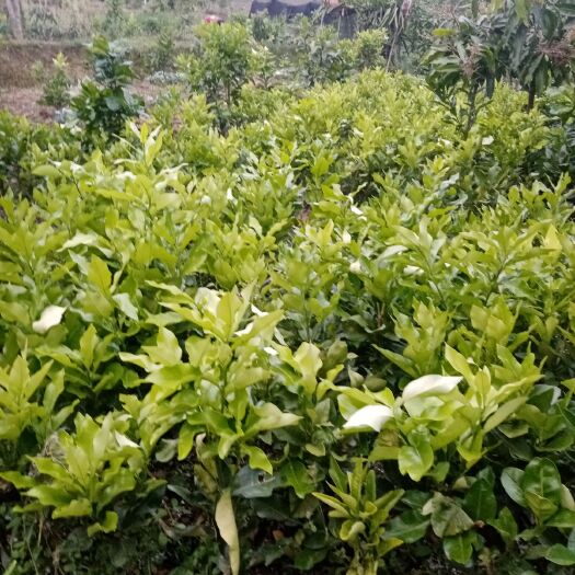 昆明 晚熟芒果苗，