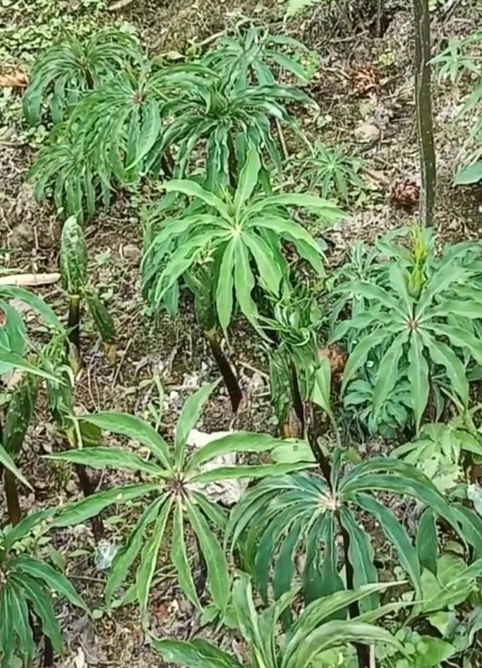 重楼，重楼苗，七月一枝花