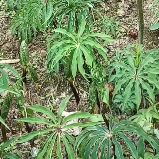峨边县重楼，重楼苗，七月一枝花