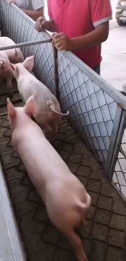 三元仔猪 良种仔猪供应基地 防疫齐全 耐粗饲 抗病力强