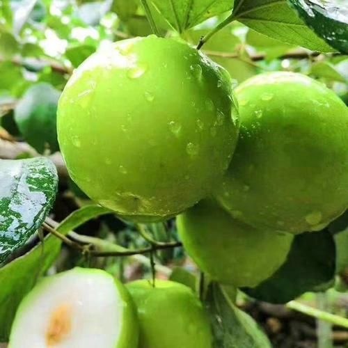灵山县 大青枣苗