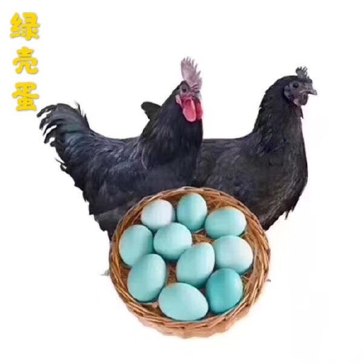 南宁 五黑一绿蛋鸡鸡苗