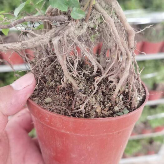 广州雀梅盆栽 小提根雀梅