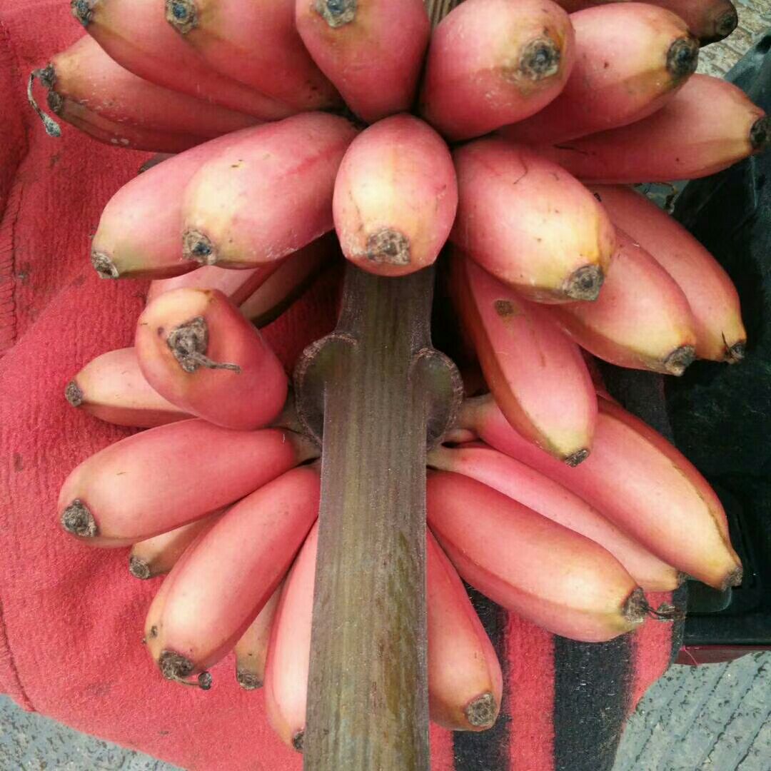  红皮香蕉…漂亮又好吃