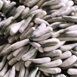 羊角蜜甜瓜  费县羊角脆大量上市