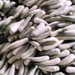 费县羊角蜜甜瓜  费县羊角脆大量上市